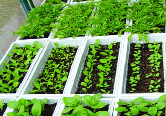 入伏種什么菜？入伏適合種哪些蔬菜？