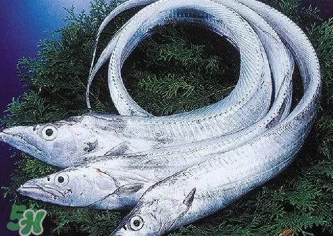 帶魚為什么都是死的？帶魚為什么出水就死？