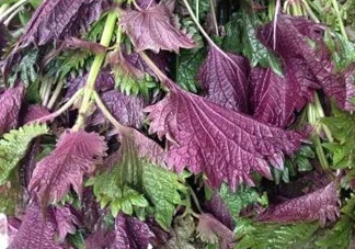 紫蘇是什么植物？紫蘇是發(fā)物嗎？