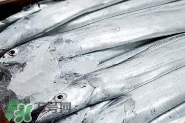 帶魚是深海魚嗎？帶魚是海鮮嗎