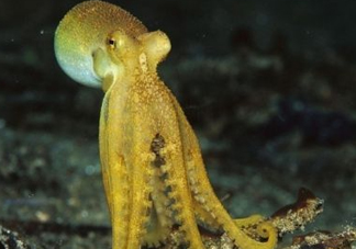 八帶魚怎么洗？八爪魚怎么處理干凈