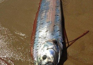皇帶魚多少錢一斤？皇帶魚的價格
