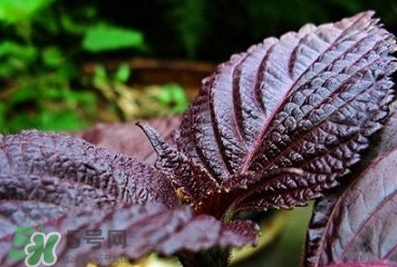 紫蘇葉能經(jīng)常泡茶喝嗎？紫蘇葉與蘇葉一樣嗎