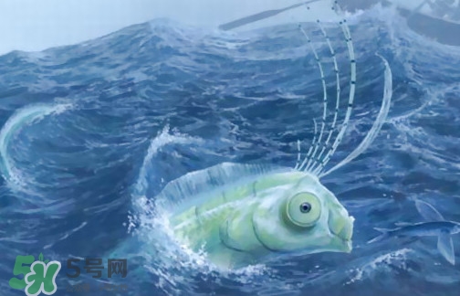 皇帶魚可以吃嗎？皇帶魚是帶魚的一種嗎