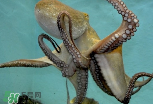 章魚是烏賊嗎？章魚與烏賊的區(qū)別