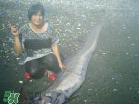 皇帶魚好吃嗎？皇帶魚和帶魚的區(qū)別