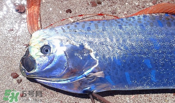 皇帶魚吃什么？皇帶魚吃人嗎？