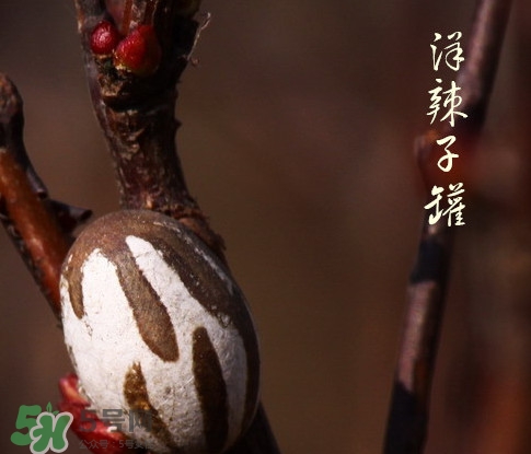 洋辣子罐怎么吃？洋辣子罐有什么營養(yǎng)價(jià)值