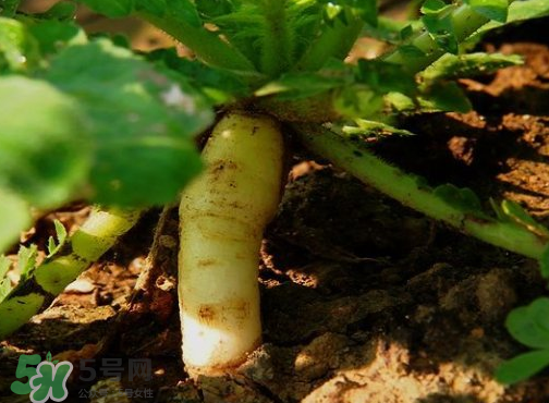 頭伏蘿卜二伏菜是什么意思？頭伏種什么菜？
