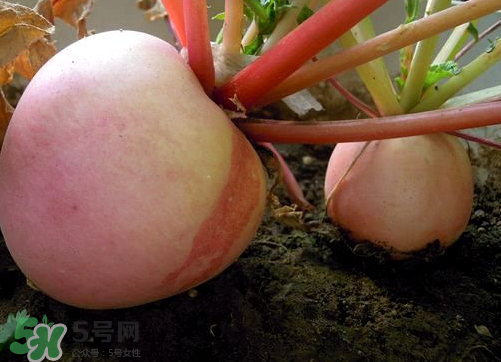 頭伏蘿卜二伏菜是什么意思？頭伏種什么菜？