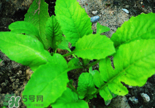 頭伏蘿卜二伏菜是什么意思？頭伏種什么菜？