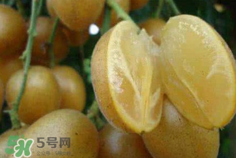黃皮果可以減肥嗎？黃皮果能減肥嗎