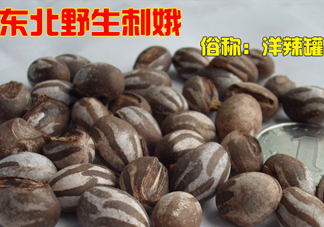 洋辣子多少錢一斤？洋辣子罐是什么