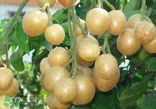 黃皮果可以放冰箱嗎？黃皮果可以放多久