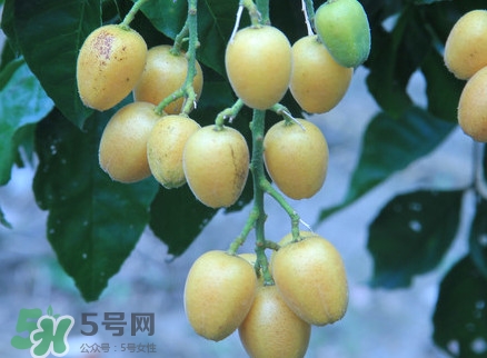 黃皮果什么人不能吃？黃皮果不能和什么一起吃