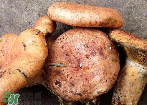 重陽(yáng)菌可以種植嗎？重陽(yáng)菌為什么不能人工種植？