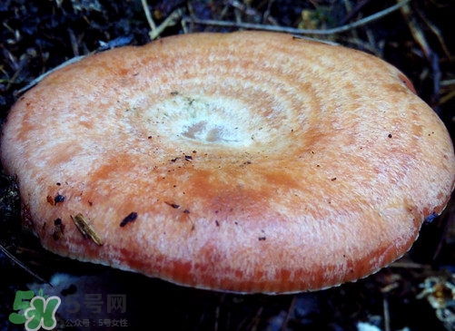 重陽菌什么時候有？重陽菌不能與什么食物一起吃