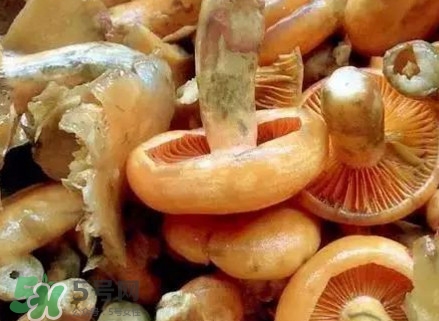 樅樹(shù)菌有毒嗎？樅樹(shù)菌怎么做好吃？