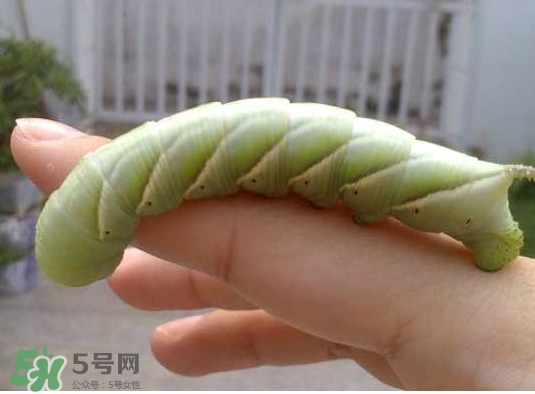 豆丹是什么？豆丹多少錢一斤？