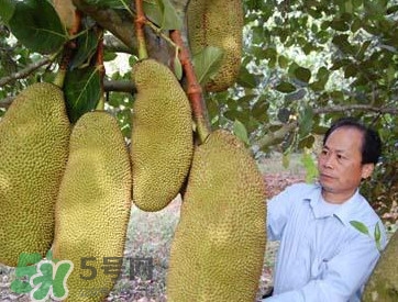 木菠蘿怎樣才算熟？木菠蘿怎么切？