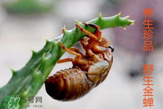 知了吃什么？知了吃什么食物？
