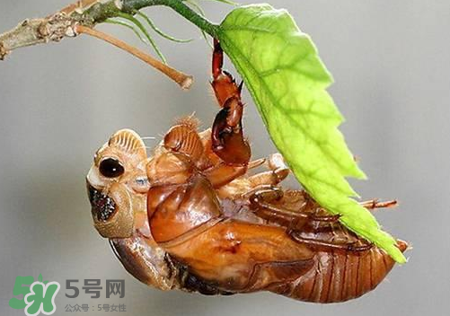 知了猴可以人工養(yǎng)殖嗎？知了猴怎么養(yǎng)殖？