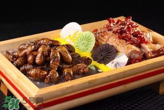 活金蟬怎么保存？活金蟬怎么保存時(shí)間長？