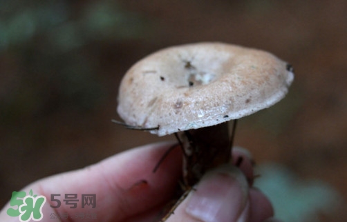 重陽菌什么時候有？重陽菌不能與什么食物一起吃