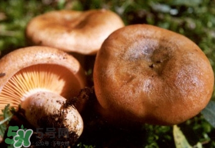 重陽菌怎么做好吃？吃重陽菌有什么好處