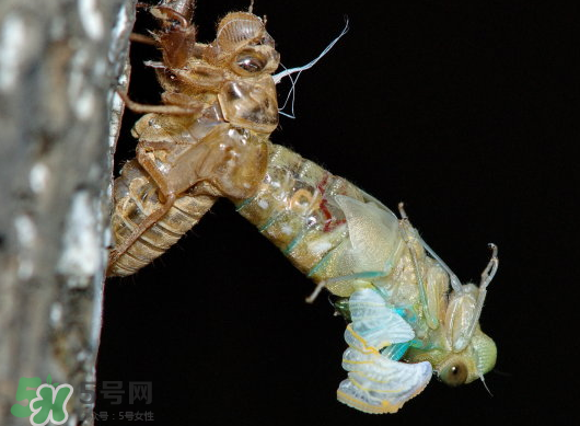 金蟬什么時候出來？金蟬什么時候出土？