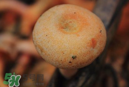 重陽(yáng)菌可以種植嗎？重陽(yáng)菌為什么不能人工種植？