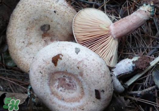重陽(yáng)菌可以種植嗎？重陽(yáng)菌為什么不能人工種植？