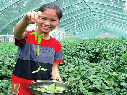 豆丹是什么？豆丹多少錢一斤？