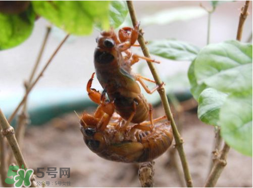 知了猴可以人工養(yǎng)殖嗎？知了猴怎么養(yǎng)殖？
