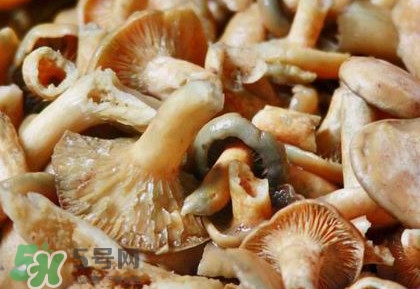 怎樣鑒別重陽菌是否有毒？重陽菌是發(fā)物嗎
