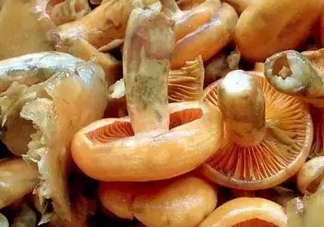 樅樹菌不能與什么同食？樅樹菌不能和什么一起吃