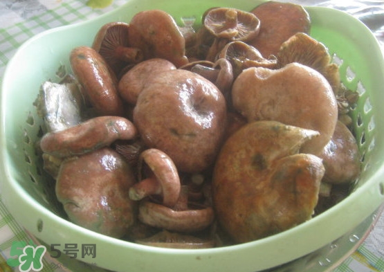 重陽菌多少錢一斤？重陽菌怎么清洗