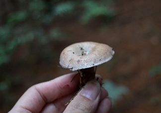重陽菌什么時候有？重陽菌不能與什么食物一起吃