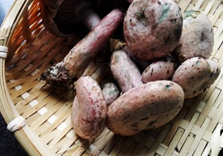 重陽菌怎么做好吃？吃重陽菌有什么好處