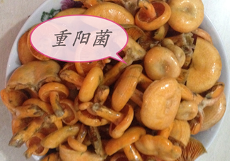 重陽菌多少錢一斤？重陽菌怎么清洗