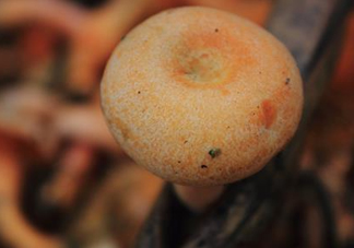 重陽菌可以種植嗎？重陽菌為什么不能人工種植？