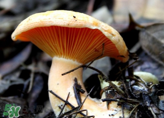 樅樹(shù)菌有毒嗎？樅樹(shù)菌怎么做好吃？