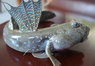 彈涂魚是兩棲動物嗎？彈涂魚營養(yǎng)價值有哪些