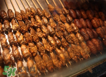蟬蛹吃什么部位？蟬蛹都有哪些營養(yǎng)價值
