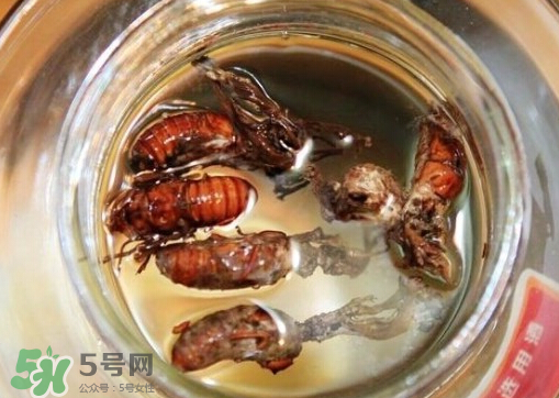 知了猴可以泡酒嗎？金蟬可以泡酒嗎？