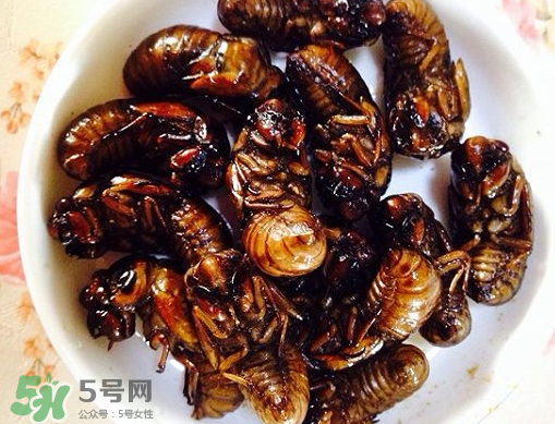 知了猴可以泡酒嗎？金蟬可以泡酒嗎？