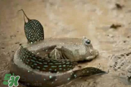彈涂魚能吃嗎？彈涂魚怎么抓