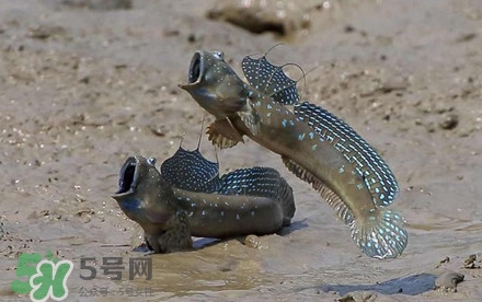 彈涂魚(yú)多少錢(qián)一斤？彈涂魚(yú)有毒嗎