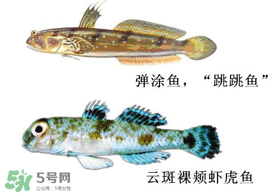 彈涂魚(yú)多少錢(qián)一斤？彈涂魚(yú)有毒嗎