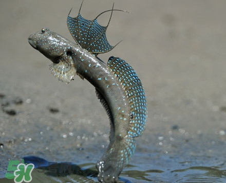 彈涂魚是兩棲動物嗎？彈涂魚營養(yǎng)價值有哪些